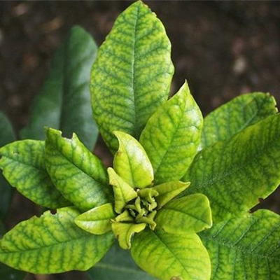 Eisenmangel-Chlorose an Rhododendron