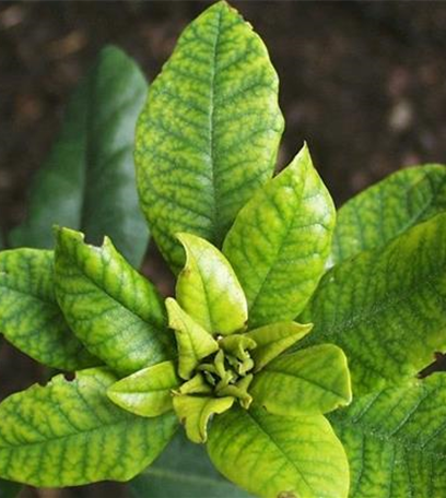 Eisenmangel-Chlorose an Rhododendron