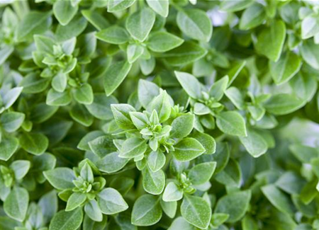 Mediterrane Kräuter Mediterrane Kräuter