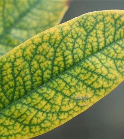 Eisenmangel-Chlorose an Rhododendron