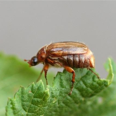 Engerlinge auf Rasen