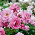 Rosa 'Eliza'®