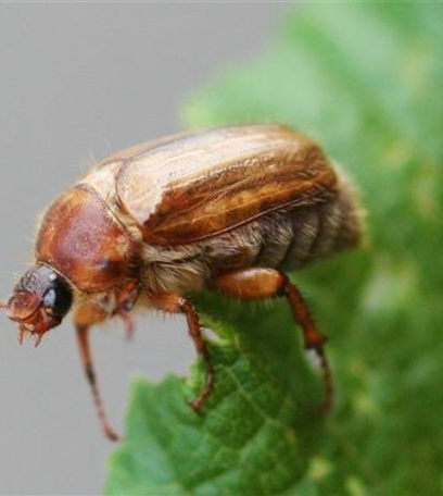 Engerlinge auf Rasen