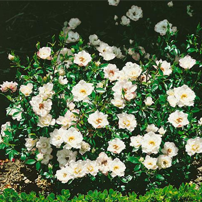 Bodendeckerrose 'White Fairy' Bodendeckerrose 'White Fairy'