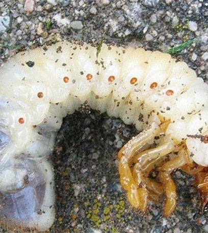 Engerlinge auf Rasen