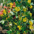 Ribes alpinum