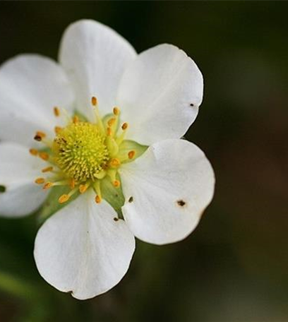 Erdbeerblütenstecher