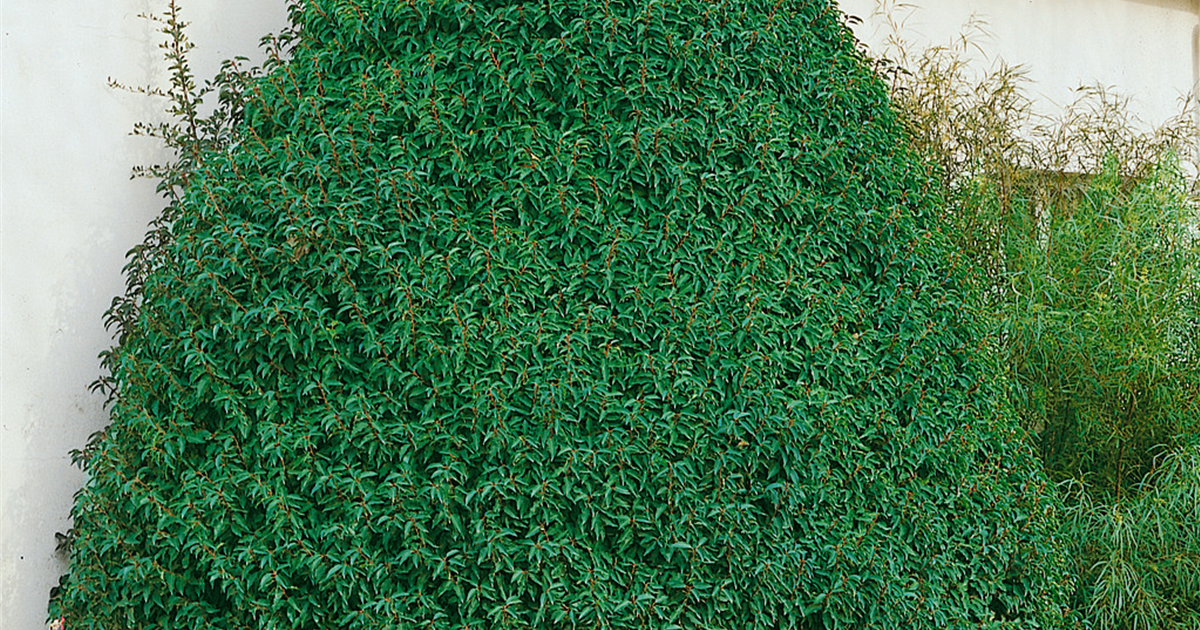 Prunus lusitanica 'Myrtifolia', Portugiesische Lorbeerkirsche 'Myrtifolia'