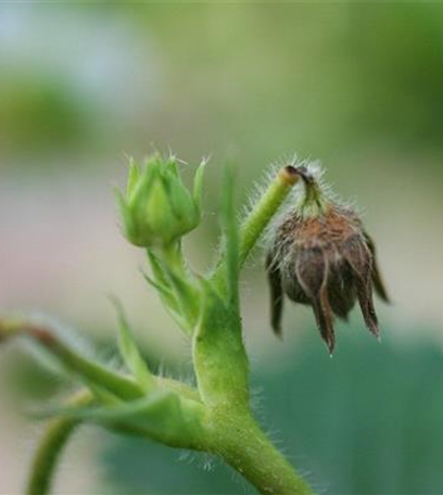 Erdbeerblütenstecher