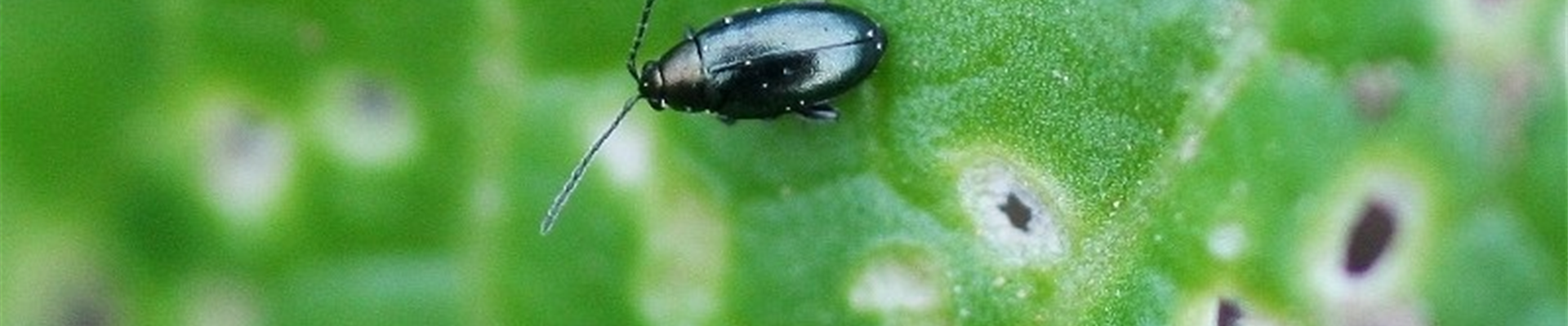 Kohlerdfloh1-800x600