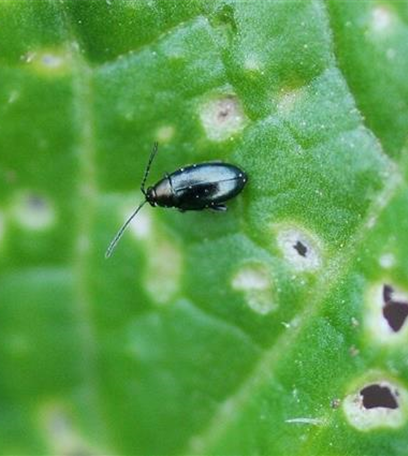 Erdflöhe an Rettich und Radieschen