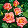 Rosa 'Fascination'