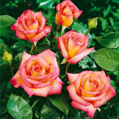 Edelrose 'Fascination'