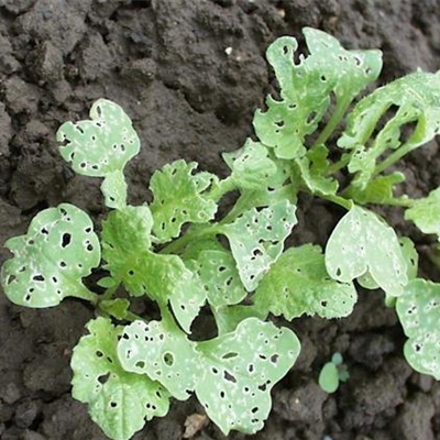 Erdflöhe an Rettich und Radieschen