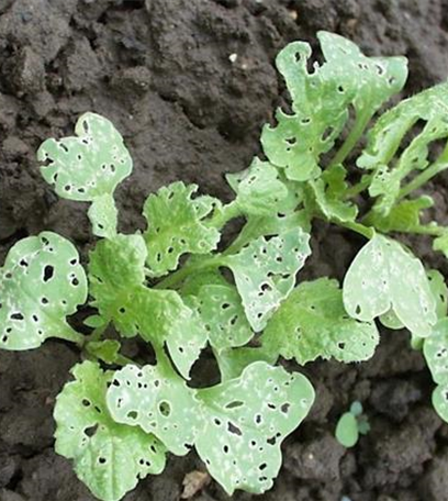 Erdflöhe an Rettich und Radieschen
