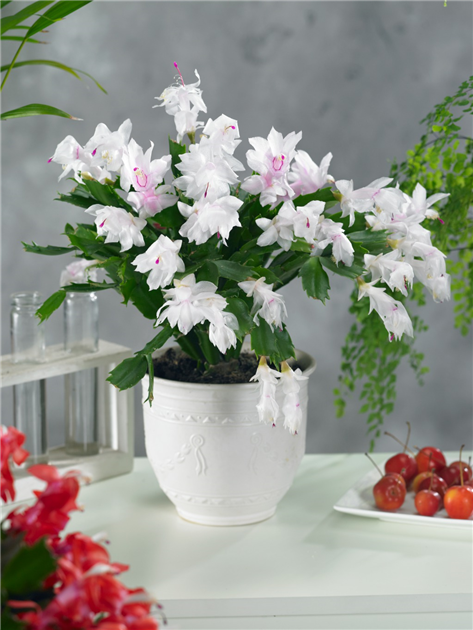 Schlumbergera bridgesii, wei, Weihnachtskaktus