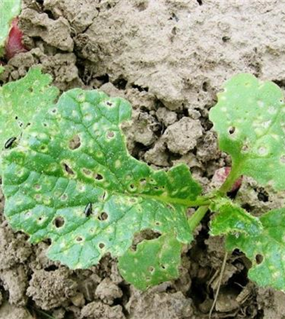 Erdflöhe an Rettich und Radieschen