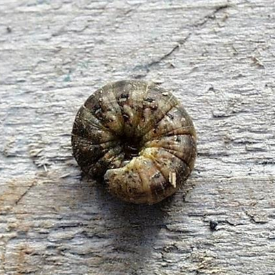 Erdraupe an Kartoffeln