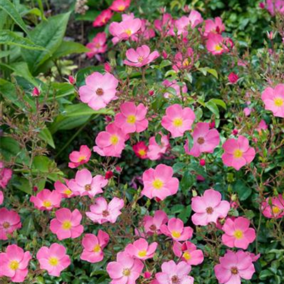 Beetrose 'Fortuna'®