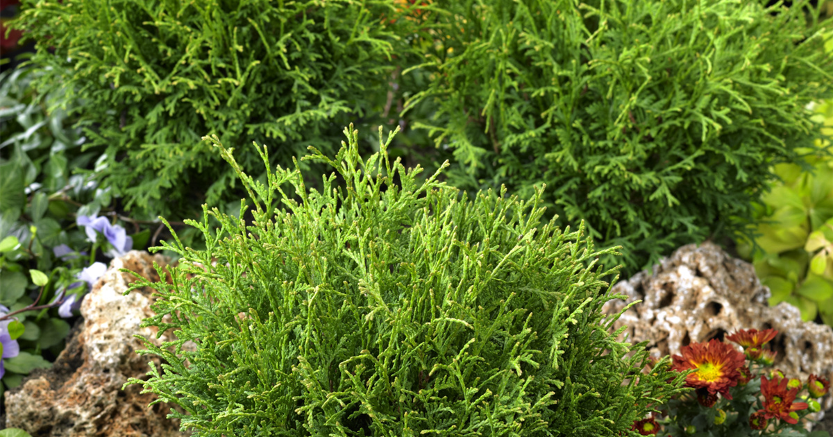 Thuja-occidentalis-Tiny-Tim-1200x630-proportionalsmallest.webp