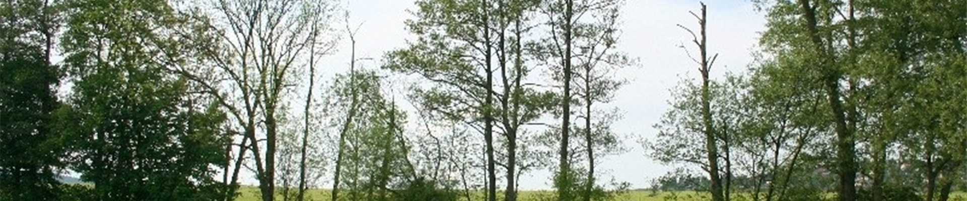 Alnuserlensterben1-800x600