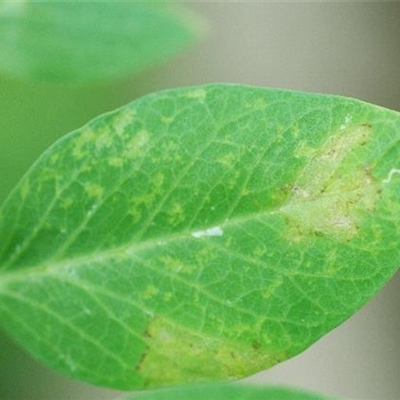 Falscher Mehltau an Erbsen