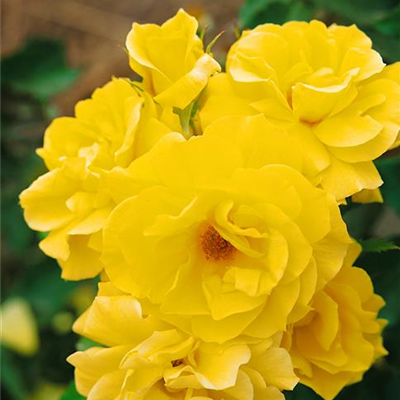 Beetrose 'Friesia'®