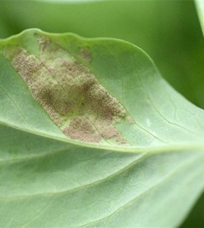 Falscher Mehltau an Erbsen