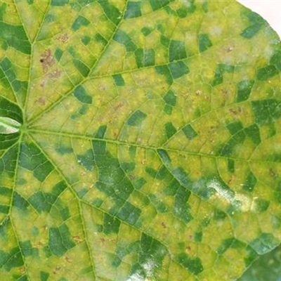 Falscher Mehltau an Gurken