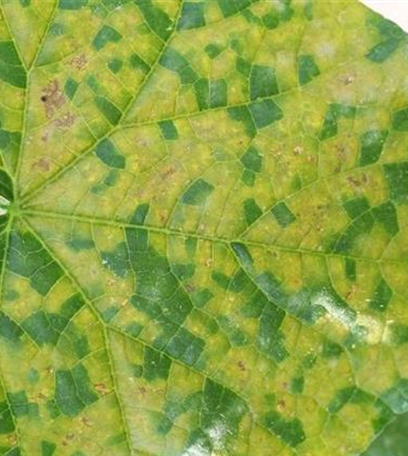 Falscher Mehltau an Gurken