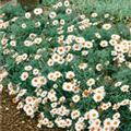 Rhodanthemum 'African Eyes'