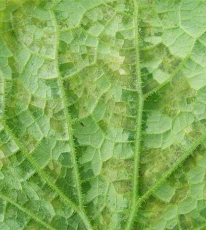 Falscher Mehltau an Gurken