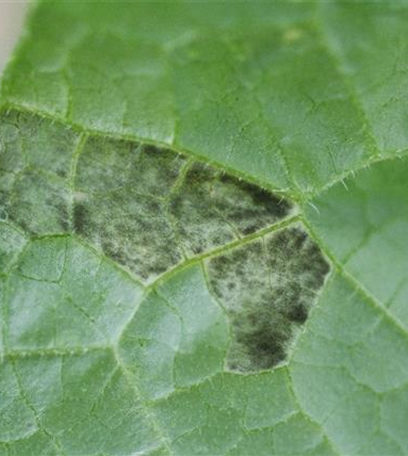 Falscher Mehltau an Gurken