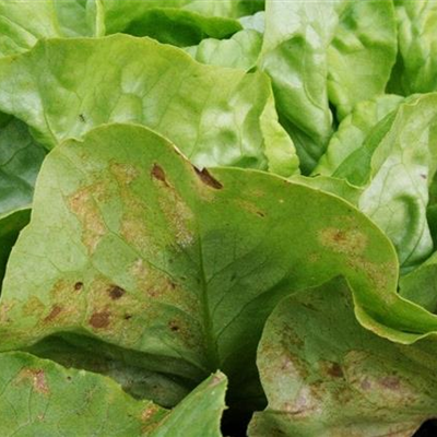 Falscher Mehltau an Salat