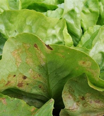 Falscher Mehltau an Salat