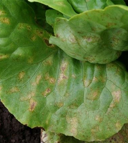 Falscher Mehltau an Salat