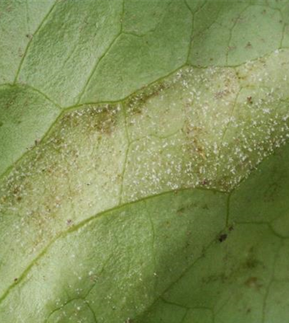 Falscher Mehltau an Salat