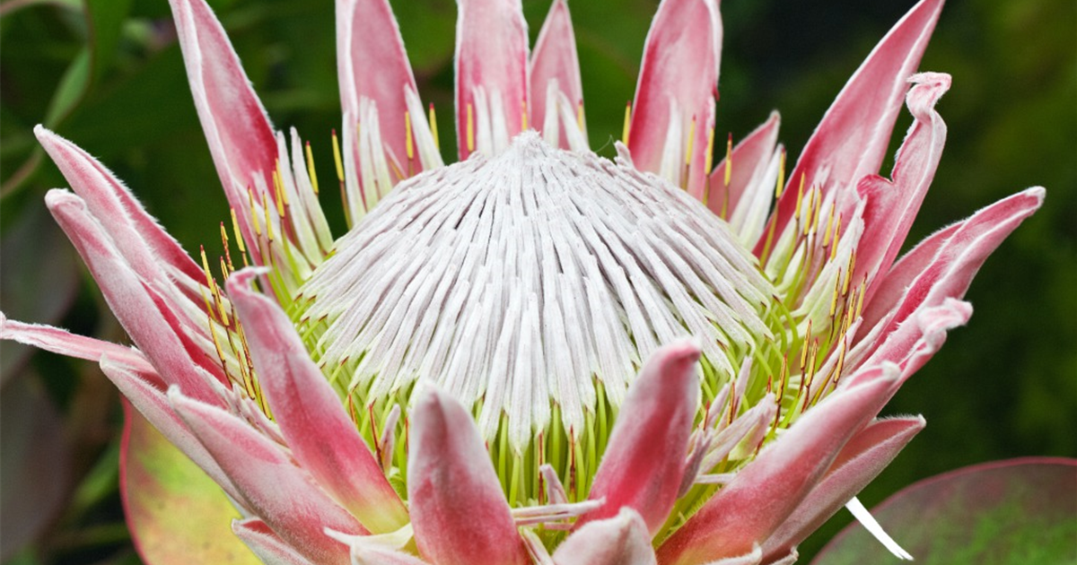 Protea-cynaroides-1200x630-proportionalsmallest.webp