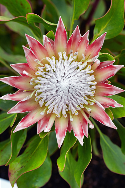 Protea-cynaroides-1200x630-proportionalbiggest.webp