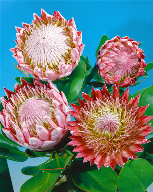 PROTEA-CYNAROIDES-_-DETAIL-1200x630-proportionalbiggest.webp