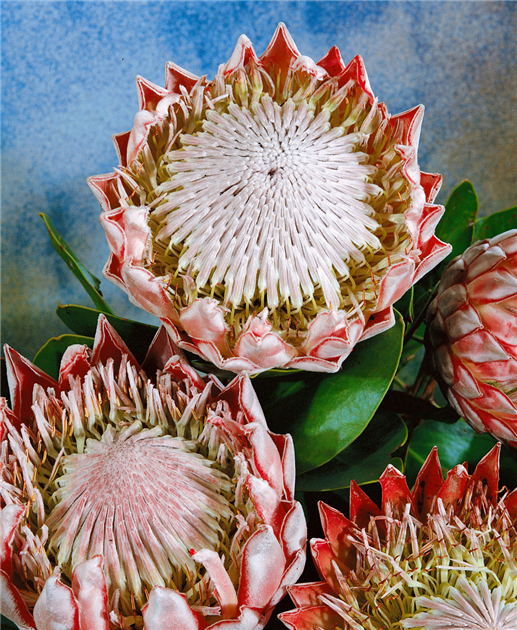PROTEA-CYNAROIDES-1200x630-proportionalbiggest.webp