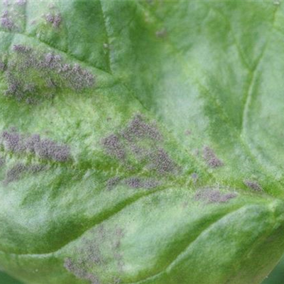 Falscher Mehltau an Spinat und Mangold