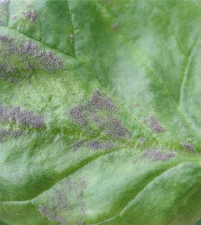 Falscher Mehltau an Spinat und Mangold