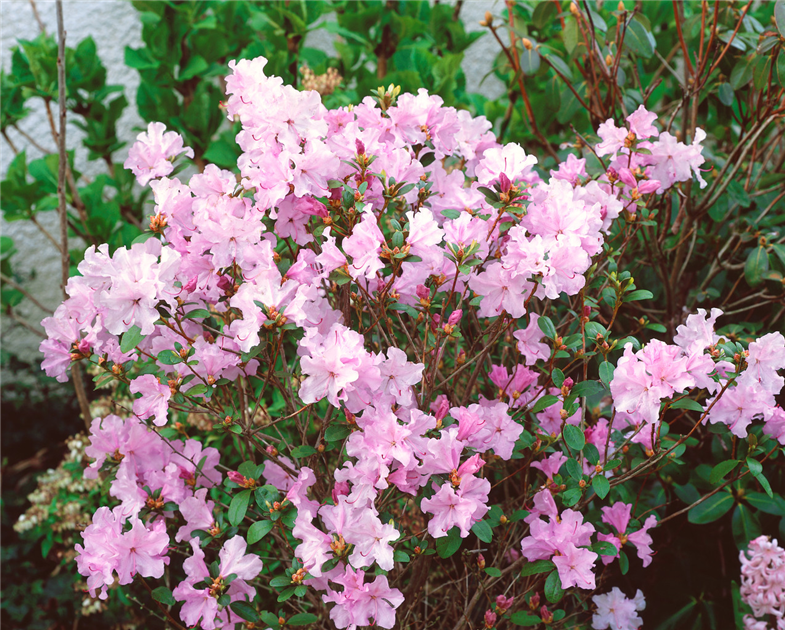 Rhododendron 'Anna Baldsiefen'