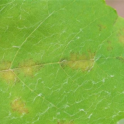 Falscher Mehltau an Wein