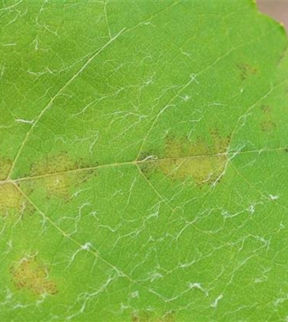 Falscher Mehltau an Wein