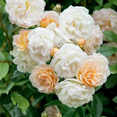 Strauchrose 'Ghislaine de Feligonde' Strauchrose 'Ghislaine de Feligonde'