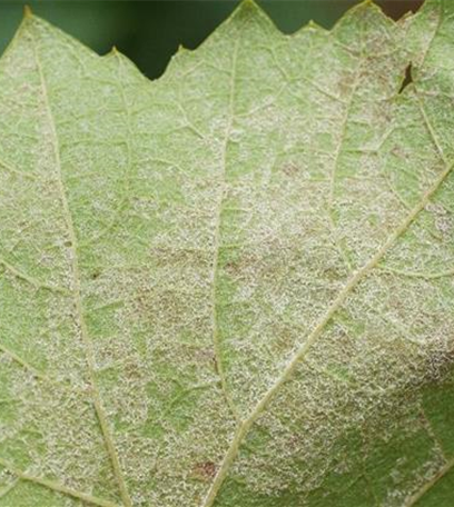 Falscher Mehltau an Wein