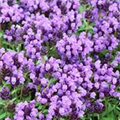 Prunella grandiflora