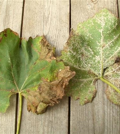 Falscher Mehltau an Wein